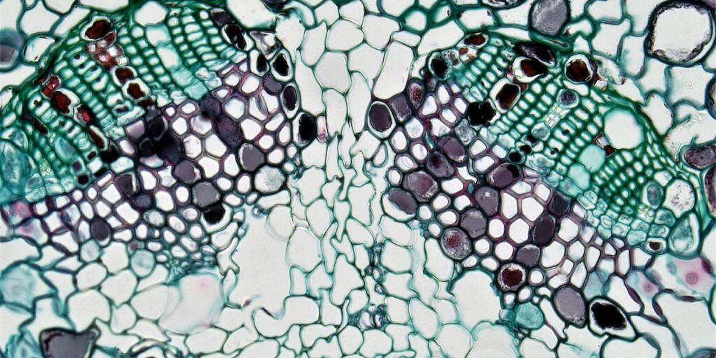 Cellule al microscopio per spiegare come il cervello a due velocità nella plusdotazione