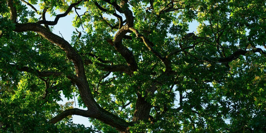 caratteristiche delle persone plusdotat e il pensiero arborescente rappresentato da un albero